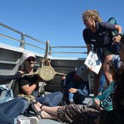 lab whale watching image 3