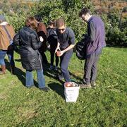 Lab apple picking 2021 image 7