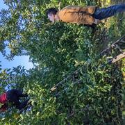 Lab apple picking 2021 image 6