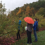 Apple Picking at Smolak Farms image 15