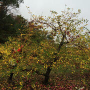 Apple Picking at Smolak Farms image 23