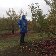 Apple Picking at Smolak Farms image 4