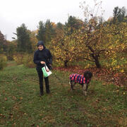 Apple Picking at Smolak Farms image 5