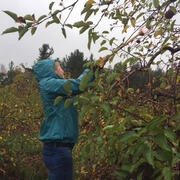 Apple Picking at Smolak Farms image 7