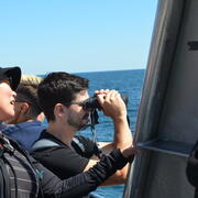 lab whale watching image 12