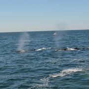lab whale watching image 9