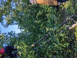 Lab apple picking 2021 image 6
