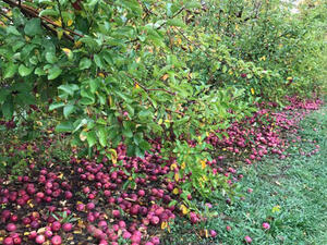 Apple Picking at Smolak Farms image 22